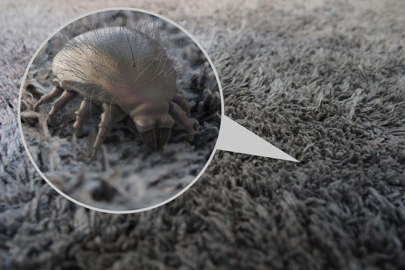 Do You Have a Dust Mite Allergy?